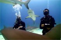 Mergulho com tubarões feito em Nassau - Bahamas